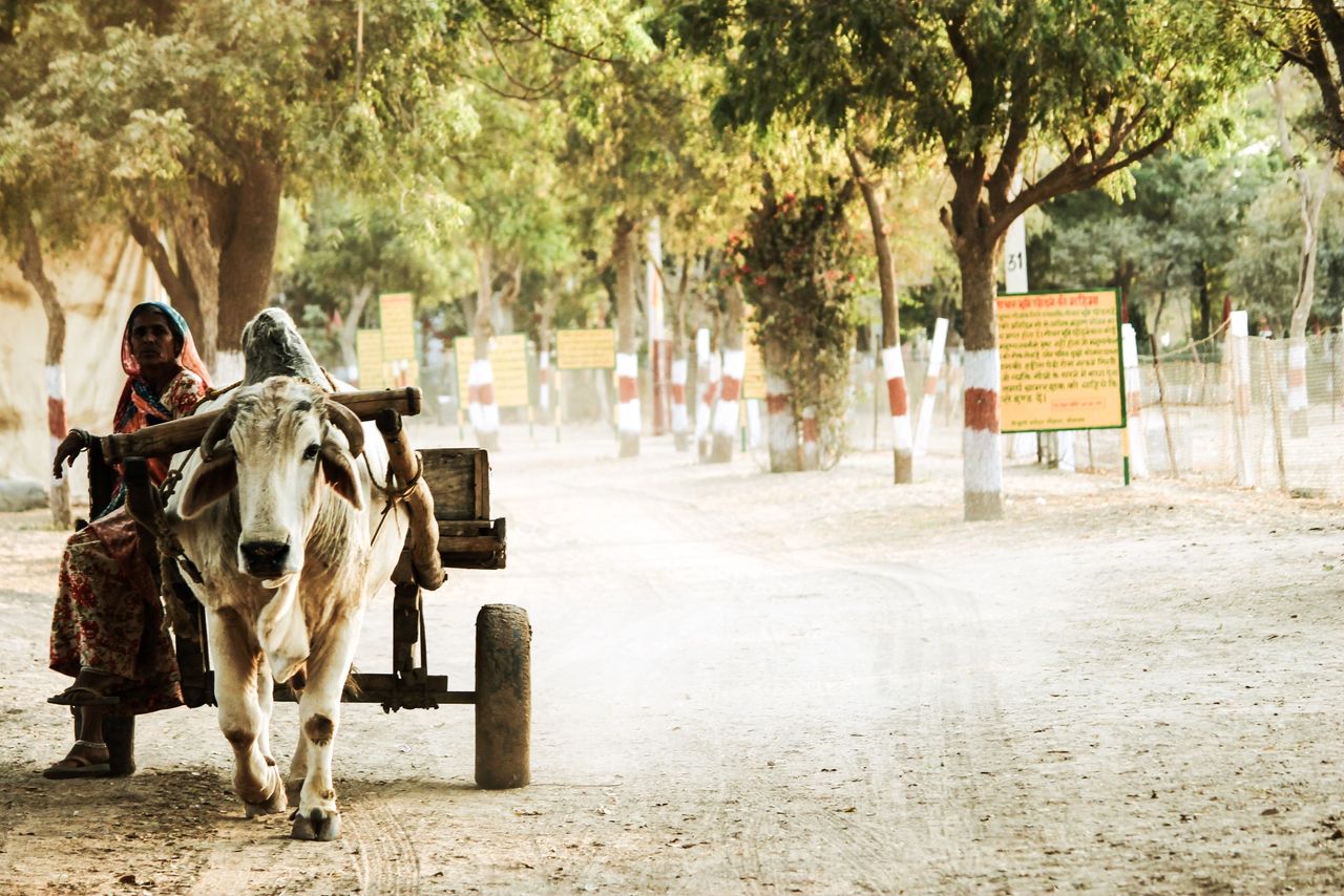 India: Animal spirits, Animal farm?